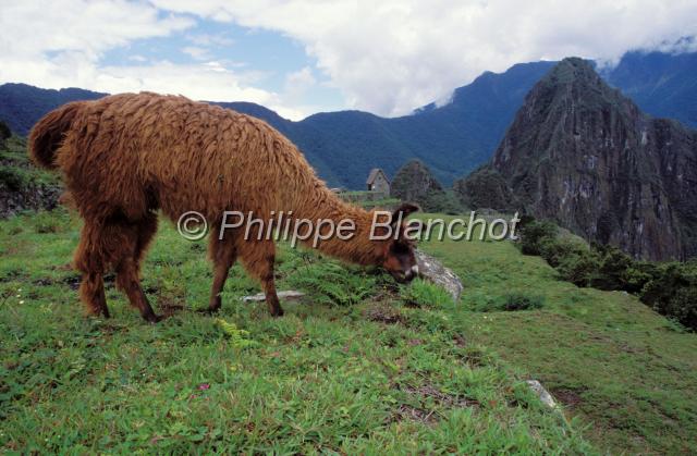 perou 05.JPG - LamaMachu PicchuPérou